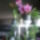 3_eves_orchideam_1106016_9521_t