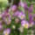 Arvacska_1160141_7227_t