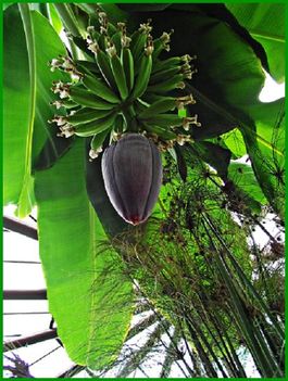 Banánfa termése