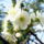 Csokorban_1106467_4523_t