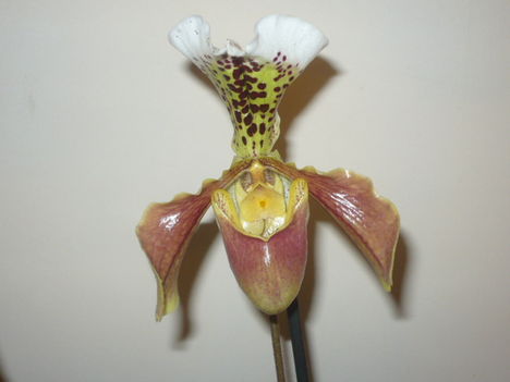 Első papucs orchideám :)