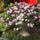 Fukszia-001_1160661_1042_t