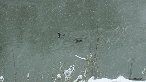 kacsák a hóesésben