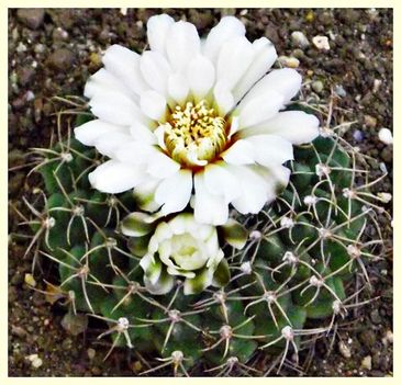 Kaktusz fehér virága