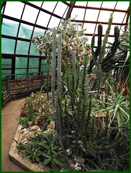 Kaktuszház
