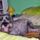 Keszen_allok_az_alvasra_1106939_4776_t