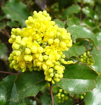 Machonia