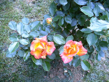 margitmama rózsája