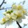 Nyiladozva_1106469_8931_t