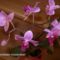 Orchideáim 1