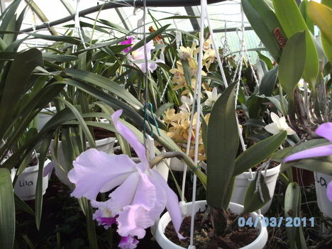 Orchideák 001