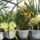 Orchideak_006-002_1106411_5929_t