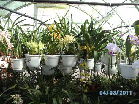 Orchideák 007