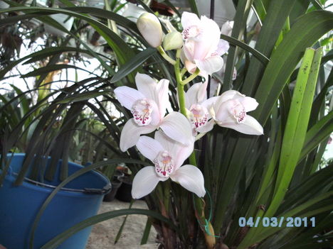 Orchideák 009