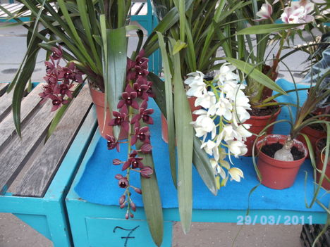 Orchideák 018