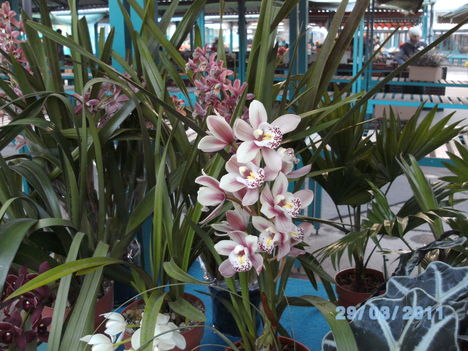 Orchideák 019