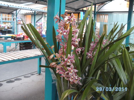 Orchideák 021