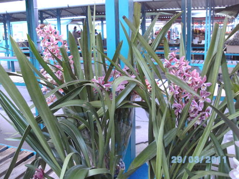 Orchideák 022
