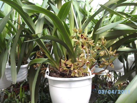 Orchideák 028