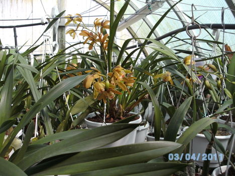 Orchideák 030