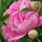 Pünkösdi rózsa1