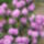 Rhododendron-001_1160657_3731_t
