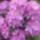 Rhododendron_1160655_5541_t