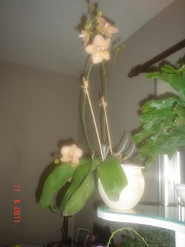sárga bórdó csikos orchidea