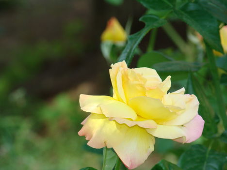 Sárga rózsám