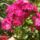Torokszegfu_1_1160348_6785_t