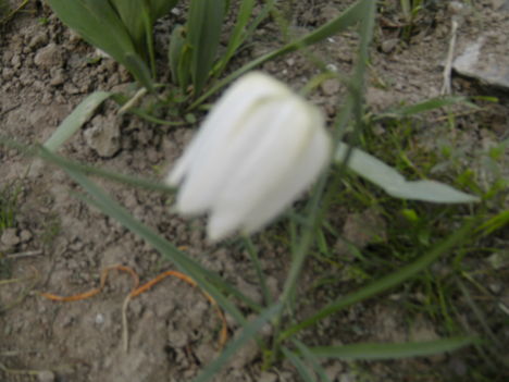 virágok 2