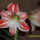 Amarilisz2_1171423_2265_t