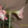 Amarilisz4_1171424_4128_t