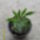 Aralia_fele_lehet_1171344_4157_t