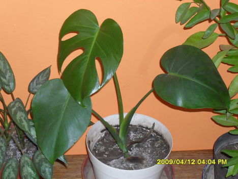 Filodendron, monstera