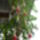 Fuksziam_1171420_5935_t