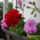 Futomuskatlik_1171374_5209_t