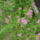 Gyongyvesszo_1171411_7028_t