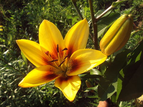 kertünkből 2011