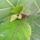 Lantlevelu_fikusz_uj_levelei_1171408_5116_t
