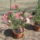 Most_nyilo_viragaim_10_1171521_6802_t