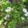 Most_nyilo_viragaim_12_1171523_7063_t