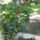 Most_nyilo_viragaim_15_1171526_5401_t