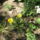 Most_nyilo_viragaim_16_1171527_4460_t