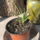 Most_nyilo_viragaim_17_1171528_3301_t
