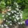 Most_nyilo_viragaim_19_1171530_5800_t