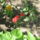 Most_nyilo_viragaim_1_1171512_3096_t