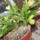 Most_nyilo_viragaim_20_1171531_9204_t