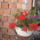 Most_nyilo_viragaim_21_1171532_4871_t
