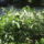 Most_nyilo_viragaim_22_1171533_4789_t
